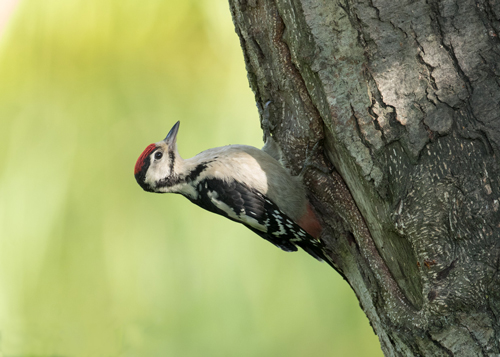 Great spotted woodpecker in Yorkshire