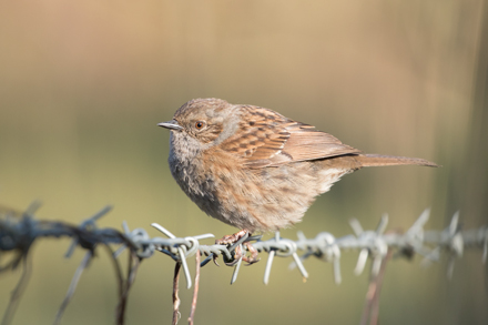 Dunnock, Askham Bog