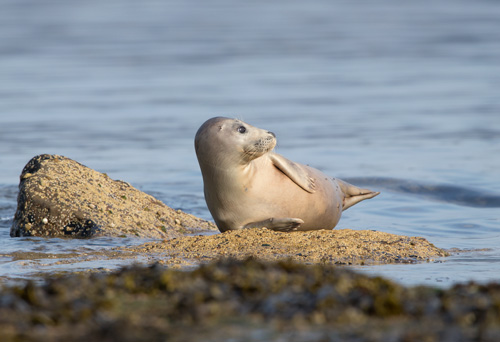 Grey seal, Ravenscar