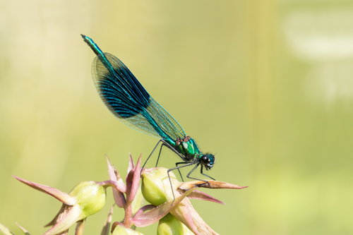 Banded demoiselle, Yorkshire