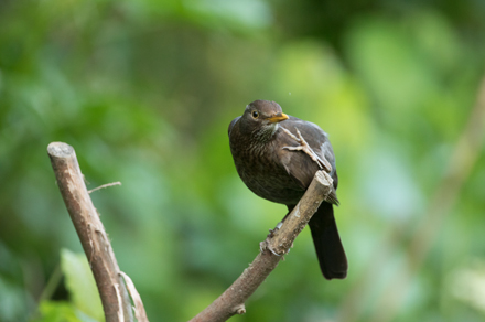 Blackbird, High Batts