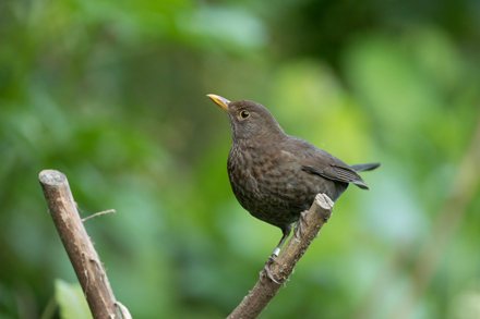 Blackbird, High Batts