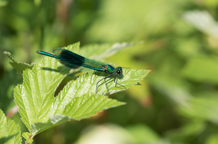 Banded Demoiselle, High Batts