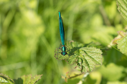 Banded Demoiselle, High Batts