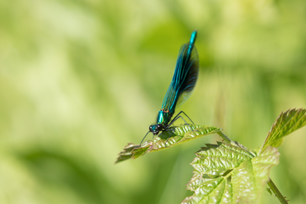 Banded Demoiselle, High Batts