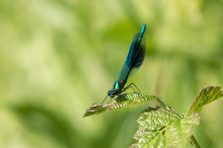Banded Demoiselle, High Batts