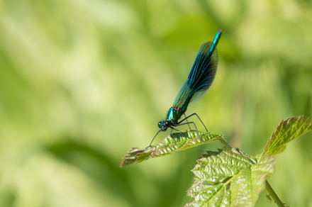 Banded Demoiselle, High Batts