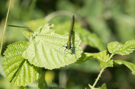 Banded Demoiselle, High Batts
