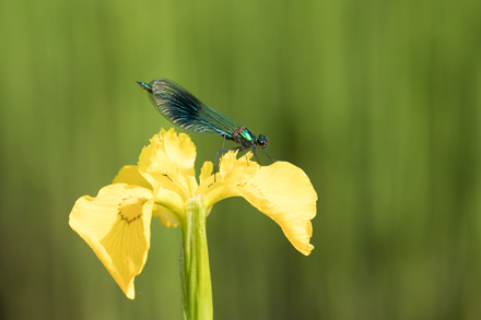 Banded Demoiselle, High Batts