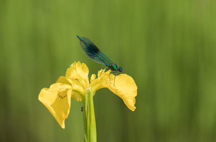 Banded Demoiselle, High Batts