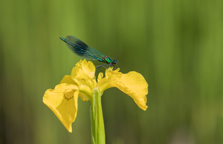 Banded Demoiselle, High Batts