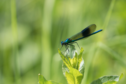 Banded Demoiselle, High Batts