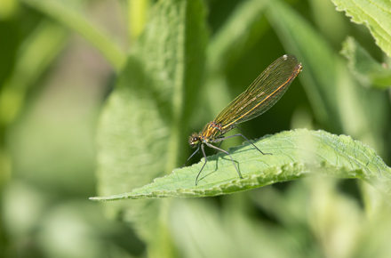 Banded Demoiselle, High Batts