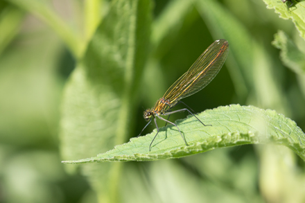 Banded Demoiselle, High Batts