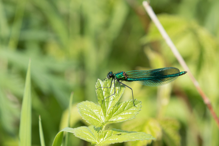 Banded Demoiselle, High Batts