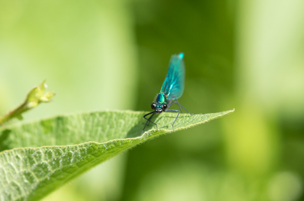 Banded Demoiselle, High Batts