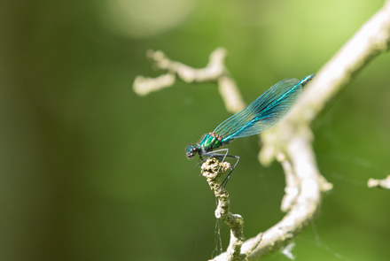 Banded Demoiselle, High Batts