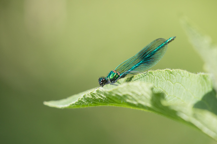 Banded Demoiselle, High Batts
