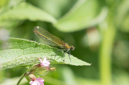 Banded Demoiselle, High Batts