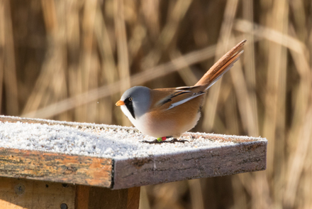 Bearded tit, Leighton Moss