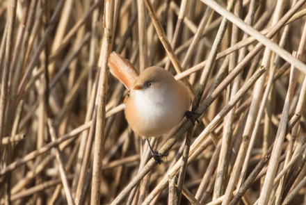 Bearded tit, Leighton Moss