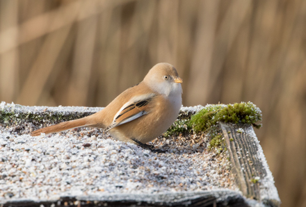 Bearded tit, Leighton Moss