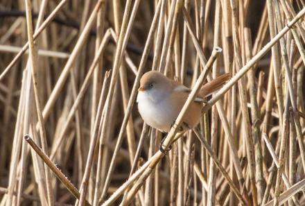 Bearded tit, Leighton Moss