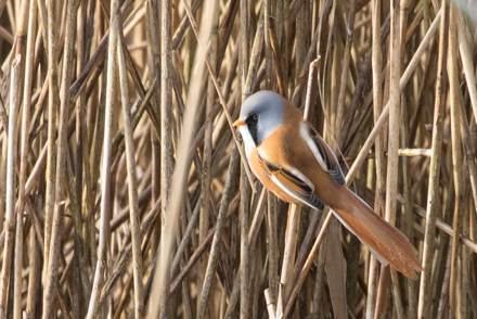 Bearded tit, Leighton Moss