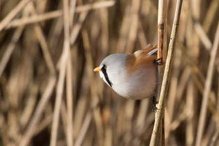 Bearded tit, Leighton Moss