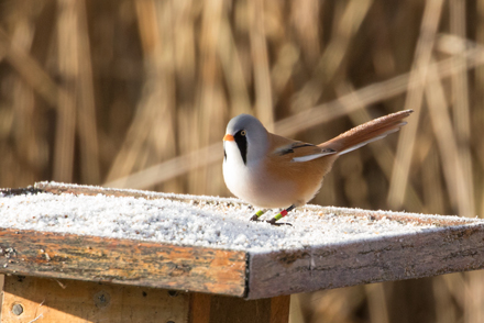 Bearded tit, Leighton Moss