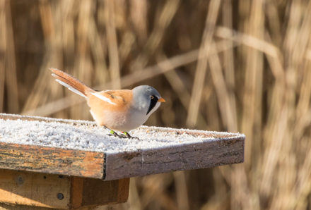 Bearded tit, Leighton Moss