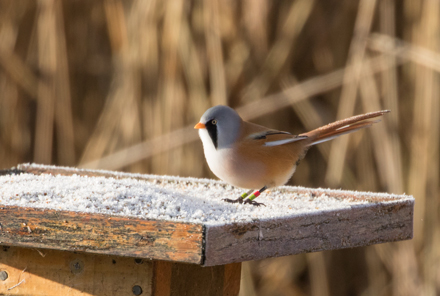 Bearded tit, Leighton Moss