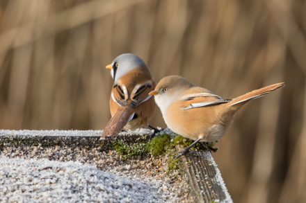 Bearded tit, Leighton Moss
