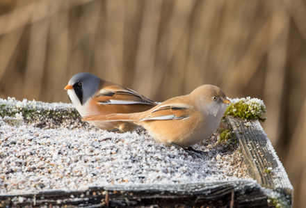 Bearded tit, Leighton Moss