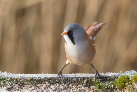 Bearded tit, Leighton Moss