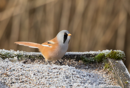 Bearded tit, Leighton Moss