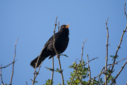 Blackbird at Bempton Cliffs