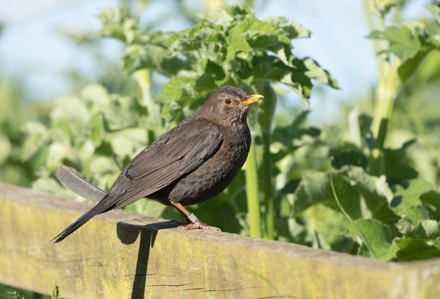 Blackbird at Bempton Cliffs
