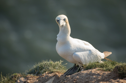 Gannet at Bempton Cliffs