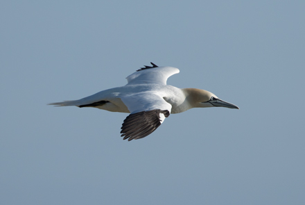Gannet at Bempton Cliffs