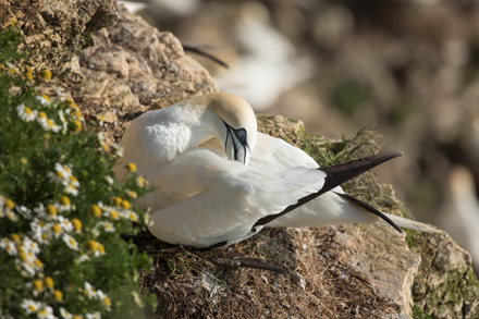 Gannet at Bempton Cliffs