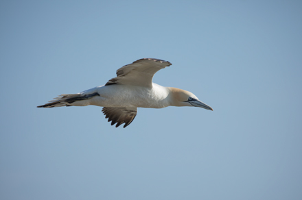 Gannet at Bempton Cliffs