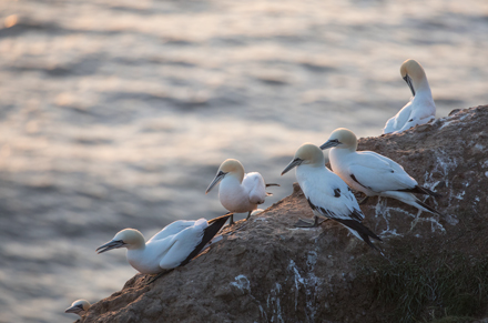 Gannet at Bempton Cliffs