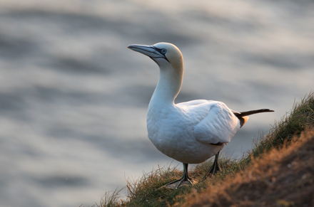 Gannet at Bempton Cliffs