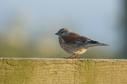 Linnet at Bempton Cliffs