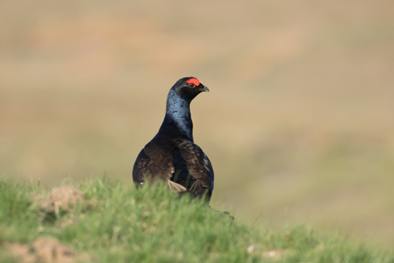 Black Grouse, Coverdale