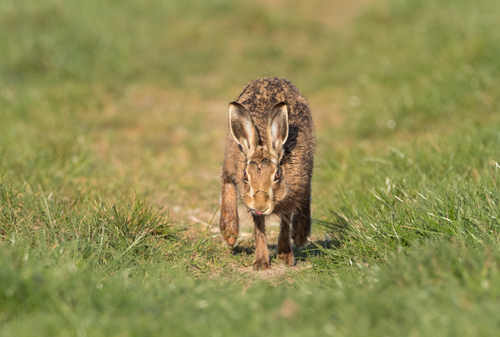 Brown hare, North Yorkshire Brown hare, North Yorkshire