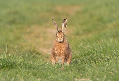 Brown hare, North Yorkshire