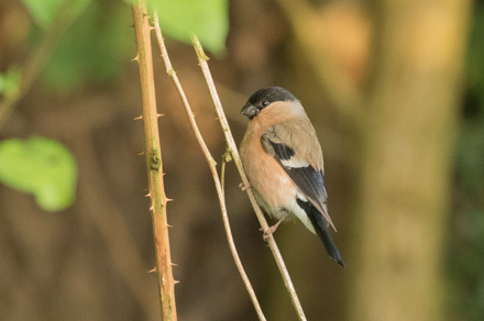 Bullfinch, Bilton Lane, Harrogate