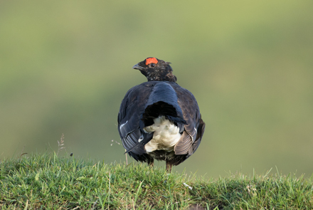 Black Grouse, Coverdale